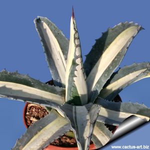 Agave americana "mediopicta alba"