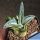 Agave americana "mediopicta alba"