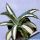 Agave americana "mediopicta alba"