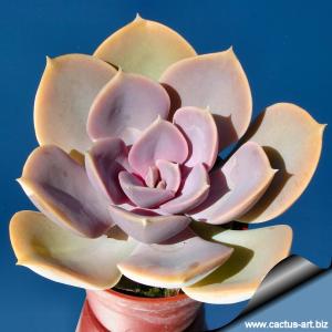 Echeveria 'Perle Von Nurnberg'