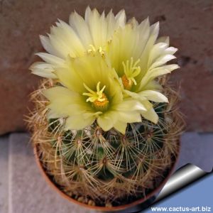 Coryphantha delaetiana SB339 Saltillo area, Coahuila, Mexico