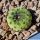 Sulcorebutia rauschii cv. Apple Green (viridis)