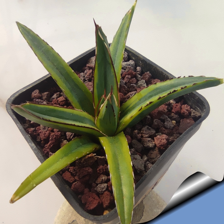 アガベ Agave victoriae-reginae variegata 176 Variegated Queen Victoria Agave (Agave victoriae-reginae