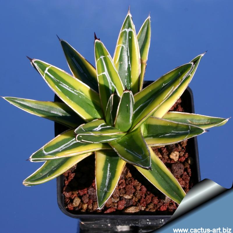 アガベ Agave victoriae-reginae variegata 176 Agave victoriae-reginae variegata 176 Agave Victoriae