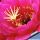 Trichopsis (trichocereus x Echinopsis hybrid) cv. GRASER FREUDE
