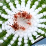 Notocactus scopa f. inermis (mostruosa) GRAFTED