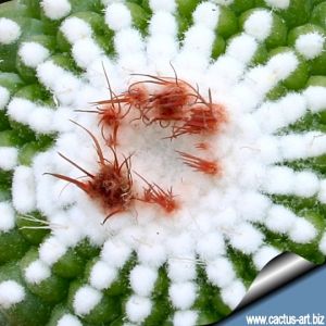 Notocactus scopa f. inermis (mostruosa) GRAFTED