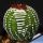 Notocactus scopa f. inermis (mostruosa) GRAFTED