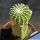 Notocactus scopa f. inermis (mostruosa) GRAFTED