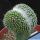 Notocactus scopa f. inermis cristata GRAFTED