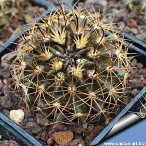 Eriosyce recondita v. residua (Neoporteria recondita) Antofagasta