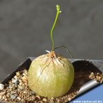 Schizoblastis intricata