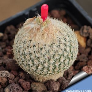 Epithelantha pachyrhiza v. parvula