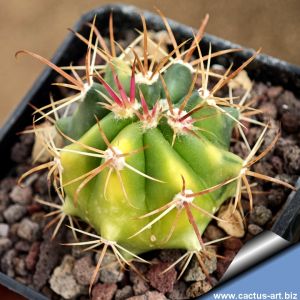 Ferocactus orcuttii f. variegata