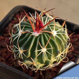 Echinofossulocactus obvallatus