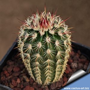 Echinocereus chloranthus SB245 Otero County, New Mexico, USA