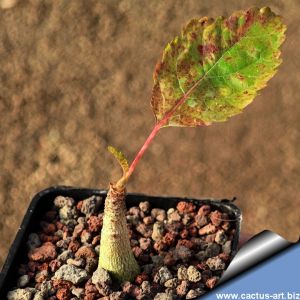 Boswellia popoviana (Madagascar)