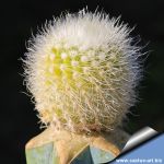 Notocactus scopa f. aurea (Grafted)