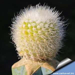 Notocactus scopa f. aurea (Grafted)