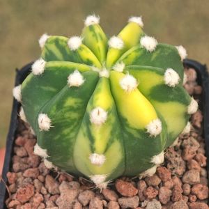 Echinopsis subdenudata f. variegata