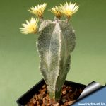 Astrophytum coahuilense "Little flowers"