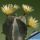 Astrophytum coahuilense "Little flowers"