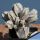 Astrophytum coahuilense "Little flowers"