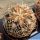 Gymnocalycium spegazzinii v. punillense TOM06-81/1 El Obelisco, Salta (POT Ø 6.5 cm)