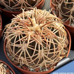 Gymnocalycium spegazzinii v. punillense TOM06-81/1 El Obelisco, Salta (POT Ø 6.5 cm)