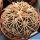 Gymnocalycium spegazzinii v. punillense TOM06-81/1 El Obelisco, Salta (POT Ø 6.5 cm)
