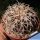 Gymnocalycium spegazzinii v. punillense TOM06-81/1 El Obelisco, Salta (POT Ø 6.5 cm)
