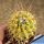 Thelocactus conothelos f. variegata