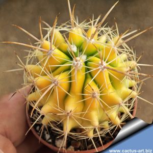 Thelocactus conothelos f. variegata