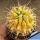 Thelocactus conothelos f. variegata