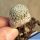 Mammillaria breviplumosa GCG12500 Mapimi, Durango, Mexico (ROOTED CUTTING)