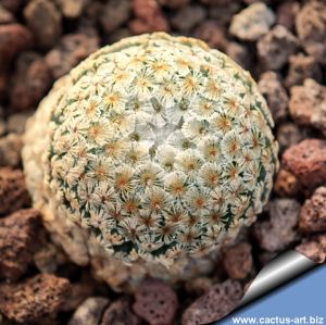 Mammillaria breviplumosa GCG12500 Mapimi, Durango, Mexico (ROOTED CUTTING)