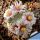 Mammillaria breviplumosa GCG12500 Mapimi, Durango, Mexico (ROOTED CUTTING)