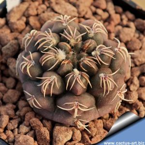 Gymnocalycium robustum