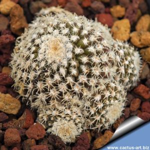Eriosyce malleolata forma