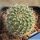 Rebutia pseudodeminuta v. schumanniana