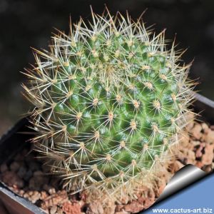 Rebutia pseudodeminuta v. schumanniana