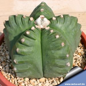 Astrophytum myriostigma cv. KIKKO RAMPOW "nudum"