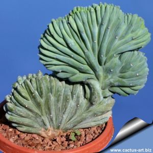 Myrtillocactus geometrizans f. cristata (GRAFTED)
