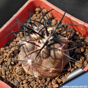 Copiapoa griseoviolacea GCG15034 Ruta 532, S of Hacienda San Nicolasa, Chile