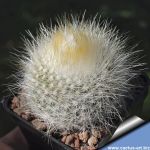 Parodia nivosa
