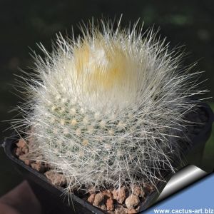 Parodia nivosa