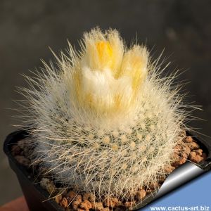 Parodia nivosa