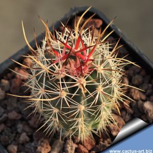 Echinocereus lindsayi MZ1136 Jaraguay, Northern Baja California Mexico