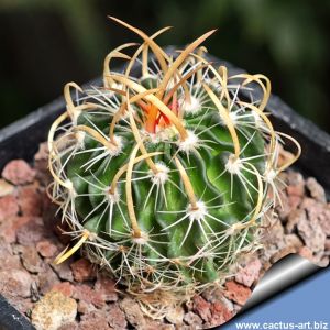 Echinofossulocactus santa-victoriae Santa Victoria, Coahuila, Mexico