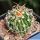 Echinofossulocactus santa-victoriae Santa Victoria, Coahuila, Mexico
